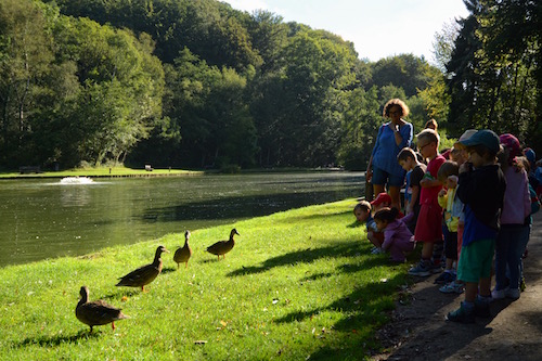 canards